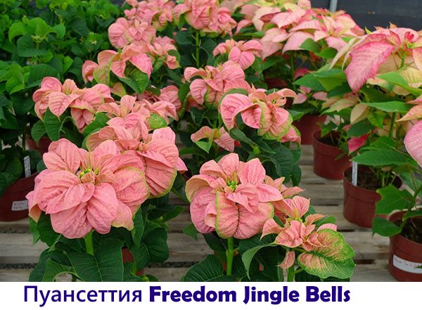 Poinsettiya Freedom Jingle Bells