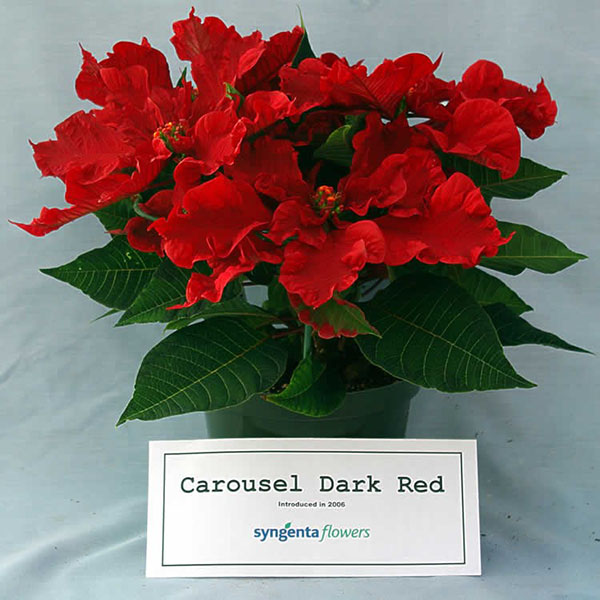 Poinsettia karusell mørk rød