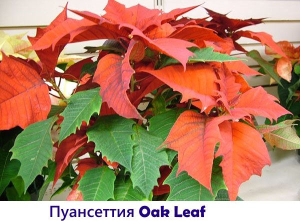 Poincettia Oak Leaf