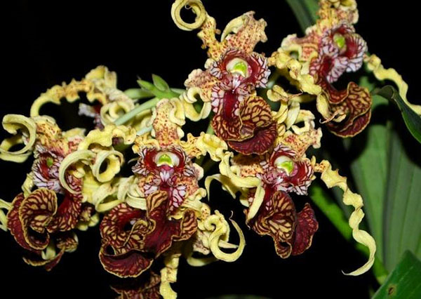 Необично цветање орхидеја дендробијума