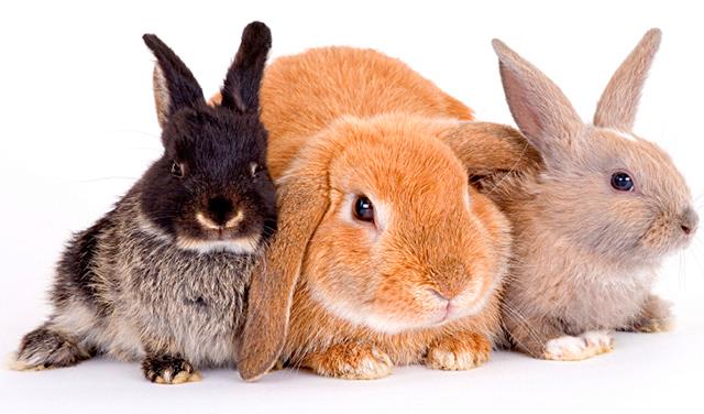 Кролики – подборка коротких вопросов-ответов!