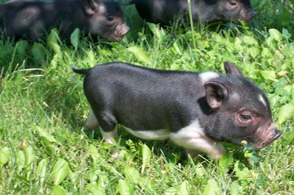 在草坪上的小猪