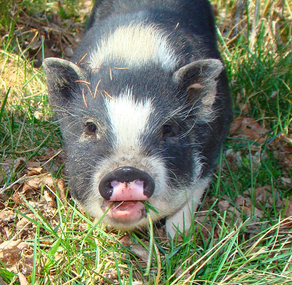 小猪吃草