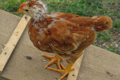 kyckling