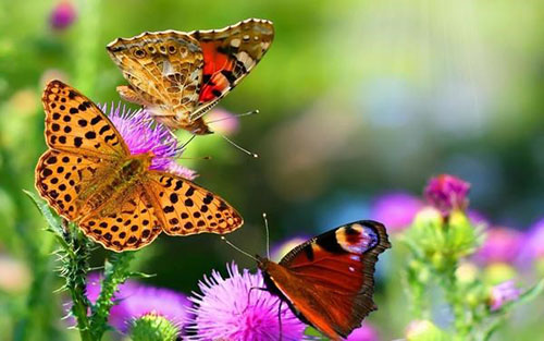 trek vlinders naar de tuin