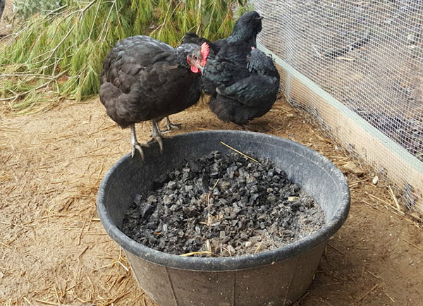 fodertillsats för kycklingar