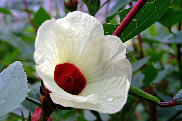 Hibiscus rosella หรือ Hibiscus sabdariffa