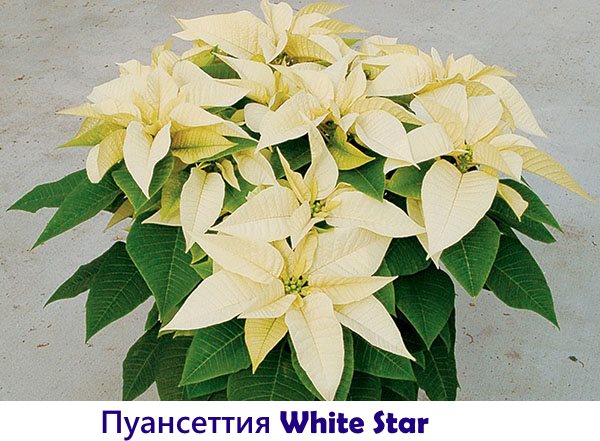 Poincettia White Star