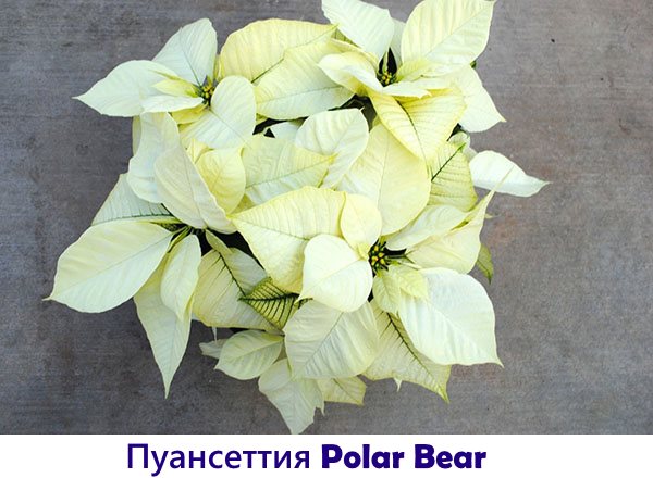 Poinsettiya Polar Bear