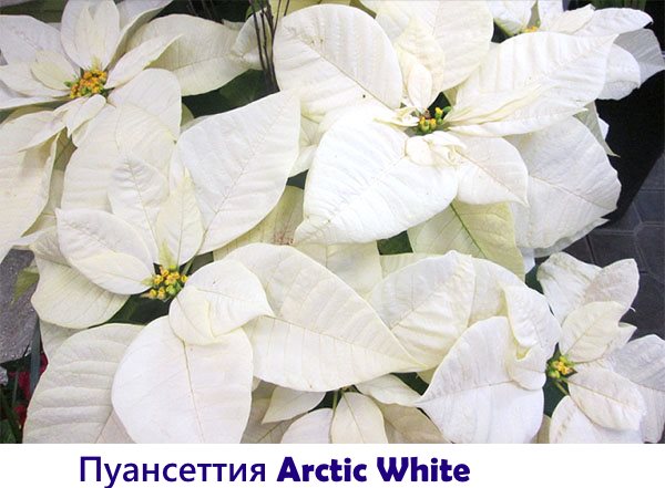 Poincettia Arctic White