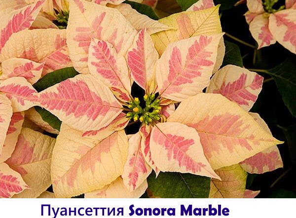 Sonora Marble Poinsettia