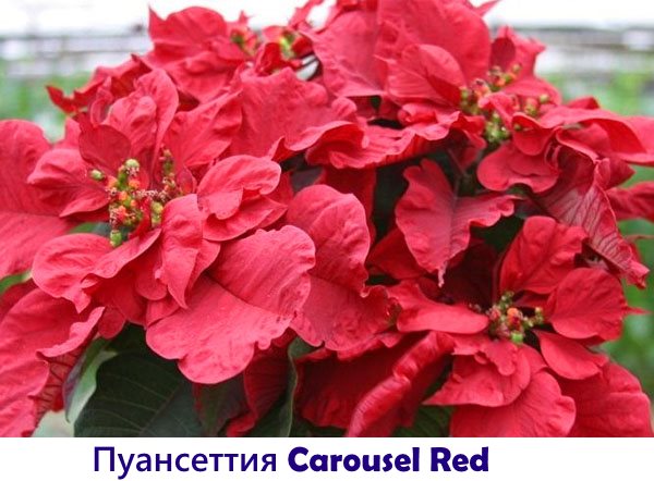 Poinsettiya Carousel Red