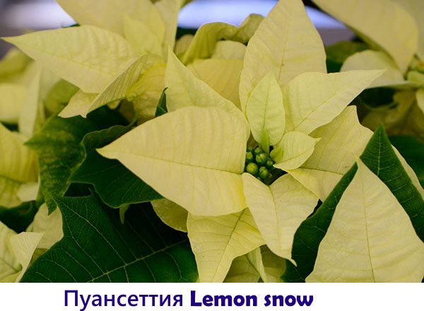 Poinsettia Lemon snow
