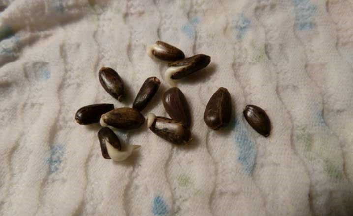 semena artičoka