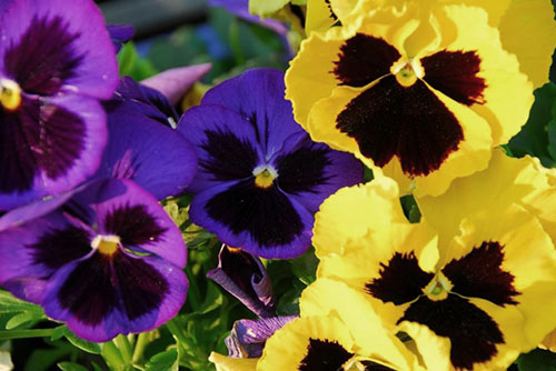 精致美丽的花 - 三色紫罗兰色