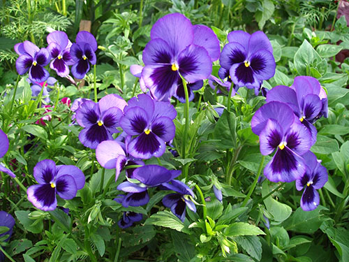 Viola wangi di atas katil bunga