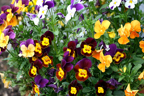 Door selectie, vele variaties van tri-gekleurde viooltjes