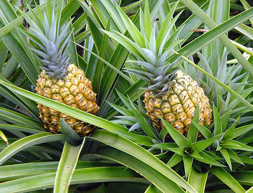 Ananas ima trdno dolgo listje