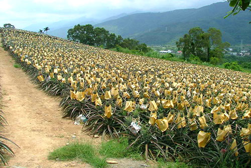 Za pridobivanje sladkih sadežev, so ananasne socvetje pokrite s kape