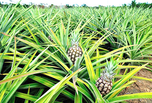 Ananas polje v indijski koloniji