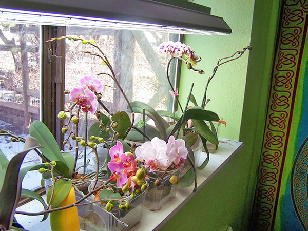 Med riktig omsorg blomstrer orkidéen regelmessig