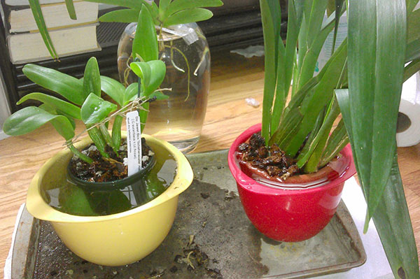 En måte å vanne og mate på orkideer