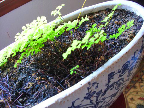 Young Adiantum from Seeds