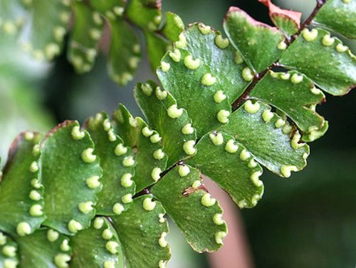 Adianum verschilt in sporulatie gedurende de gehele vegetatieperiode