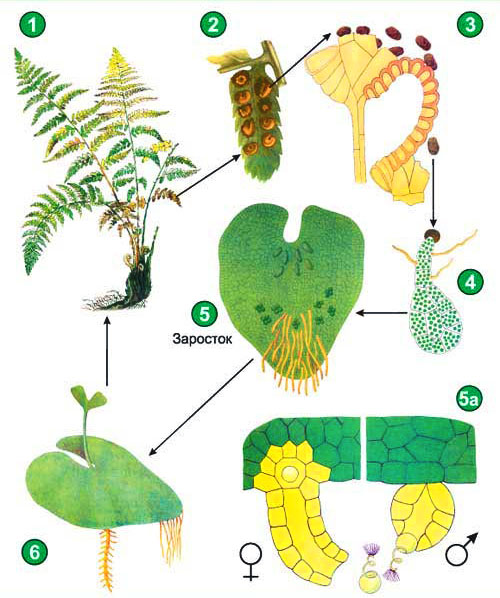 蕨类植物发育的结构和周期