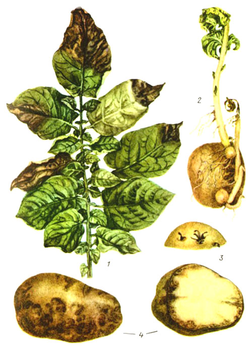 Doenças fúngicas de batatas