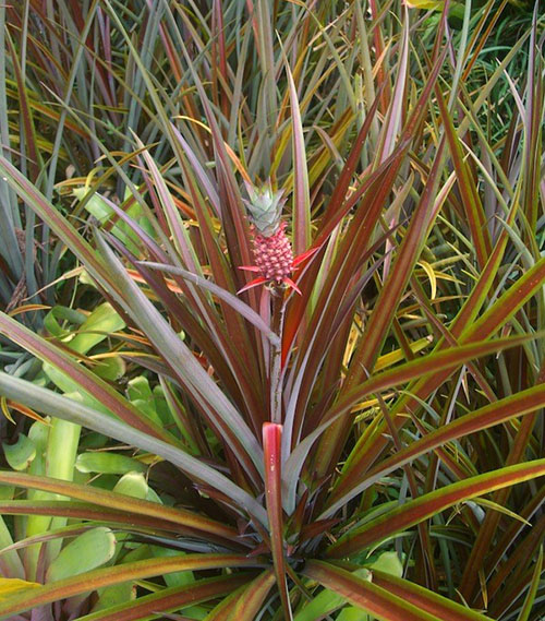 Dekorativa ananas av sorter erectifolius och parguazensis