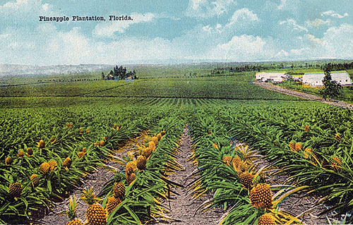 Plantação de abacaxi na Flórida