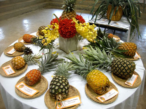 Ananas av forskjellige varianter