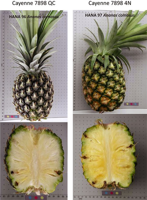 Grupp av ananasvaror 