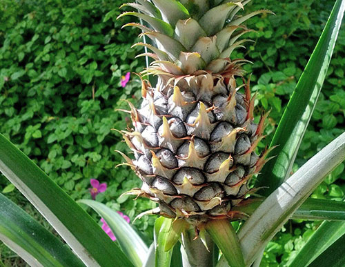 Pineapple Champaka