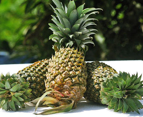 Grad de ananas MD-2