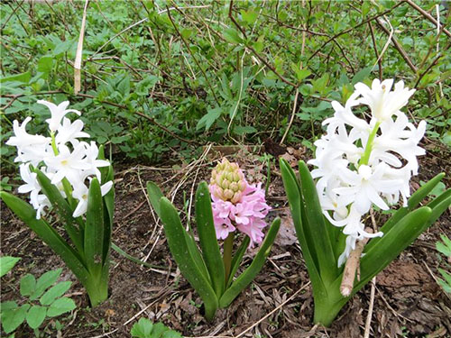Hyacinty v krajine