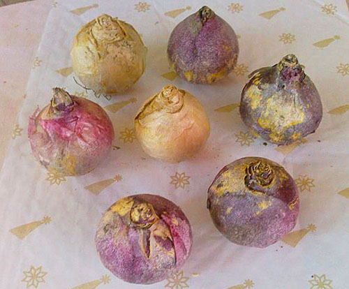 Луковицы гиацинтов разных сроков цветения