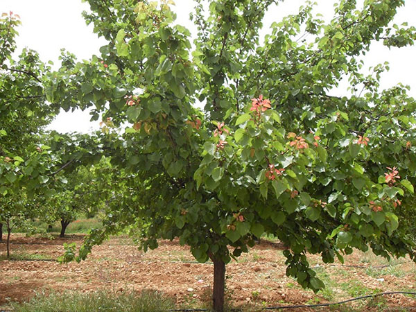 ухоженное дерево абрикоса