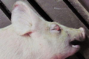 Porcul este bolnav cu boală edematoasă