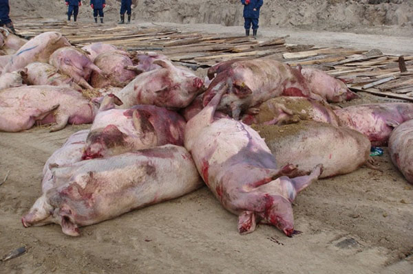 Гибель свиней, пораженных африканской чумой