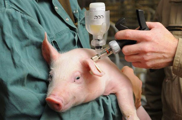 Vaksinering av en gris