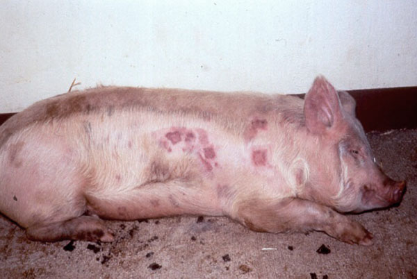 Пастереллез свиней