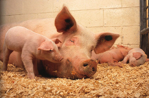 Са великим гомилом свиња, постоји ризик од развоја асцариазе