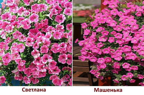 Varianter Mashenka og Svetlana