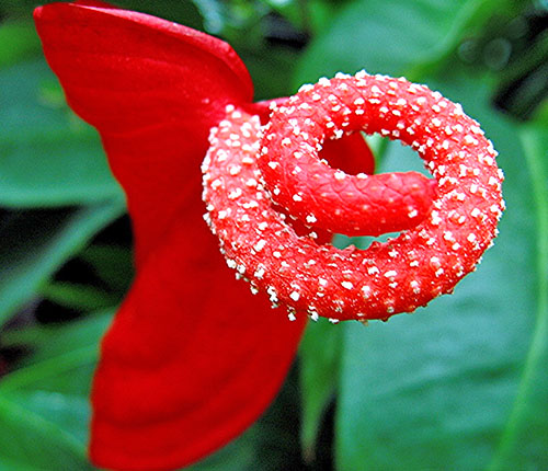 Floarea de flori de la Anthurium