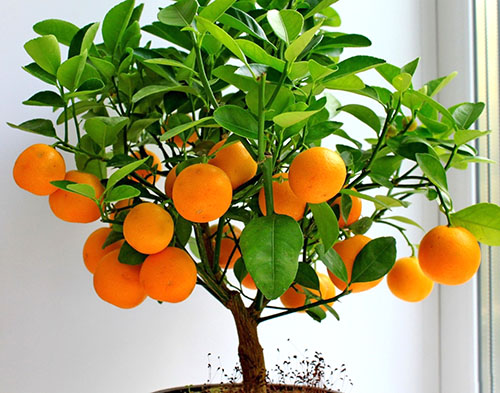 Prihranite oranžno doma