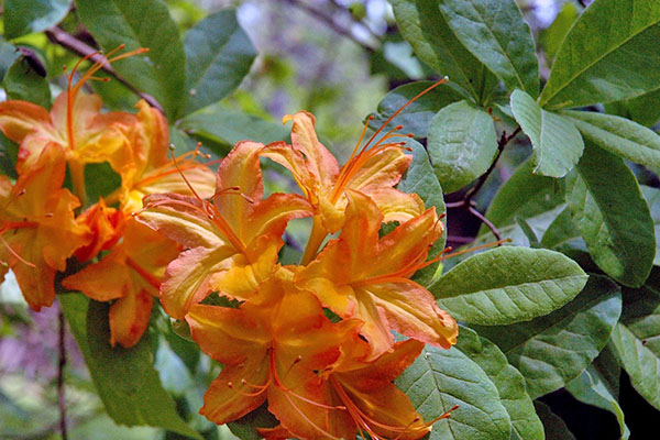 Azalea Garden - Rhododendron