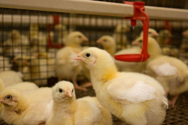 Ayam menetas dalam inkubator