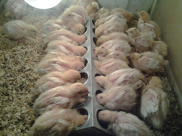 Chicks mendapat Enroxil antibakteria